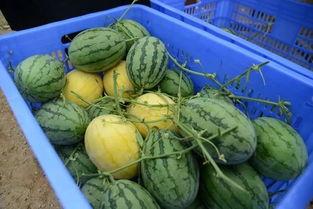 留学圈吃瓜群,揭秘海外留学生活背后的真实故事  第2张