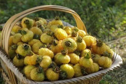 刺梨吃瓜测评,探寻天然果实的独特魅力