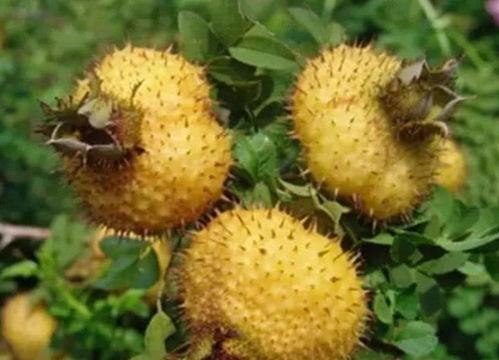 刺梨吃瓜测评,探寻天然果实的独特魅力 第2张 刺梨吃瓜测评,探寻天然果实的独特魅力 第2张