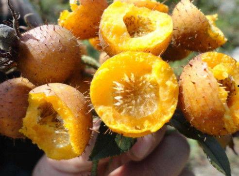 刺梨吃瓜测评,探寻天然果实的独特魅力 第3张 刺梨吃瓜测评,探寻天然果实的独特魅力 第3张