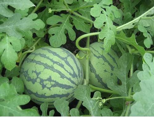 吃瓜桃花,揭秘娱乐圈的甜蜜与苦涩  第2张