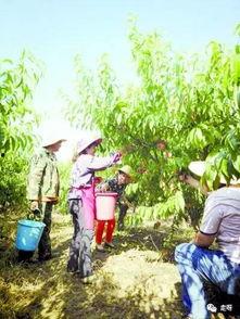 吃瓜桃花,揭秘娱乐圈的甜蜜与苦涩  第3张