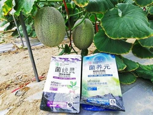 长垣吃瓜后续爆料,揭秘真相与争议  第3张