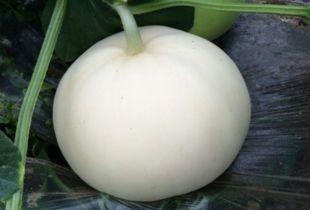 甲亢可以吃梨瓜,天然食疗新选择  第2张