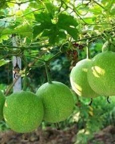 吃瓜萎籽放屁,揭秘生活中的趣味现象 第3张 吃瓜萎籽放屁,揭秘生活中的趣味现象 第3张