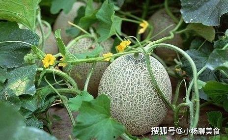 吃苹果和哈密瓜哪个好,营养与口感大比拼,哪个更胜一筹?” 第2张 吃苹果和哈密瓜哪个好,营养与口感大比拼,哪个更胜一筹?” 第2张