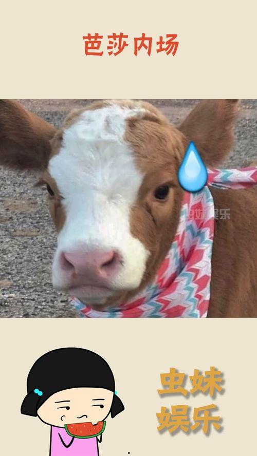 抖音吃瓜介绍,揭秘热门事件背后的真相与笑料  第2张