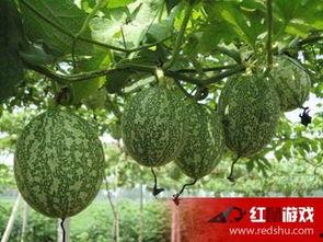 老吊瓜怎么吃,解锁美味新体验