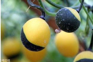 老吊瓜怎么吃,解锁美味新体验  第2张