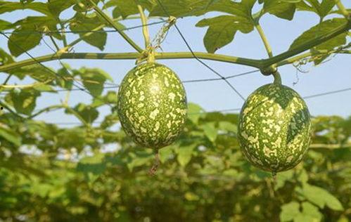 老吊瓜怎么吃,解锁美味新体验  第3张