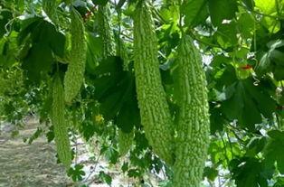 蓝瓜如何吃,蓝瓜的多样食用方法与创意搭配指南 第2张 蓝瓜如何吃,蓝瓜的多样食用方法与创意搭配指南 第2张