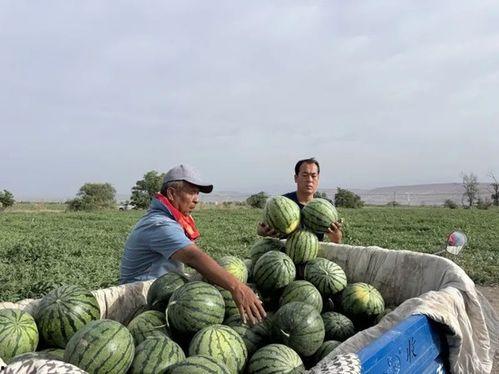 太行山吃瓜,探寻太行山特色美食之旅  第3张