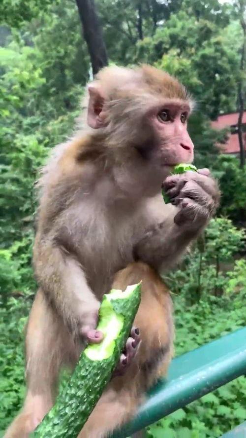 直播吃瓜像猴子,吃瓜群众化身“猴群”  第2张