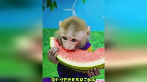 直播吃瓜像猴子,吃瓜群众化身“猴群”  第3张