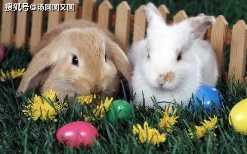 瓢瓜兔子吃吗,揭秘兔子能否食用瓢瓜的真相