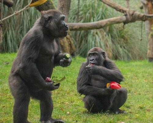大猩猩悠闲吃瓜,揭秘森林中的悠闲生活