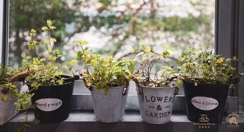 福州小鲜花吃瓜,揭秘吃瓜背后的故事与趣味