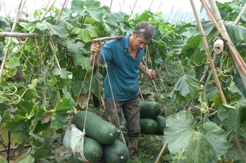 疫情吃瓜,揭秘网络舆论的狂欢与反思