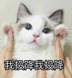 猫咪买瓜吃瓜表情啥意思,萌态百出的欢乐瞬间