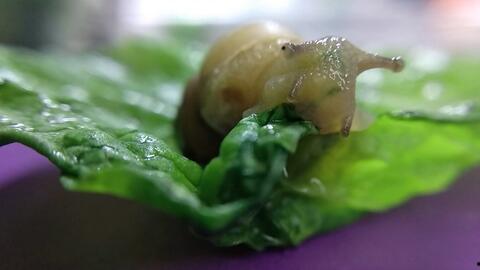 带你吃瓜的蜗牛,带你领略“吃瓜群众”蜗牛的独特魅力