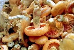 枞树菌和瓜可以一起吃吗,枞树菌与瓜的搭配食用探讨