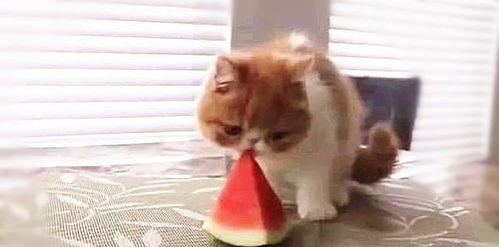 只吃瓜不摇头,揭秘只吃瓜不摇头背后的故事