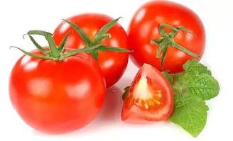 冬天吃瓜番茄小说,番茄小说中的瓜香四溢