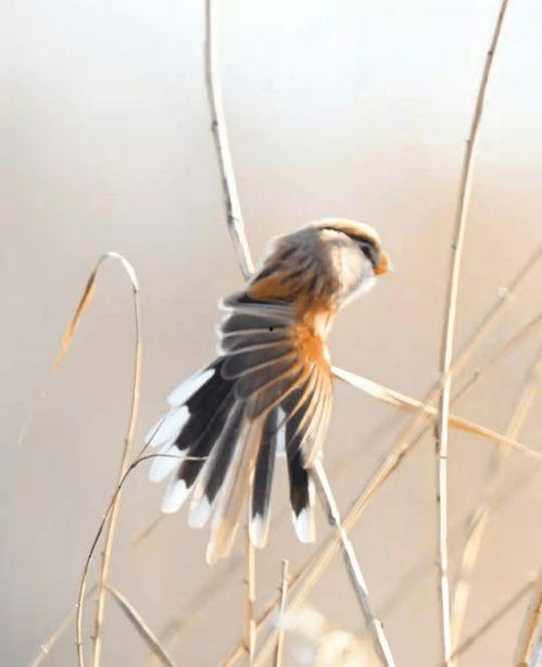 吃瓜静候美乘除,美乘除间见真章
