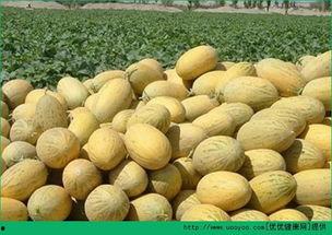 蛋仔哈密瓜吃哈密瓜,甜蜜冒险中的哈密瓜盛宴