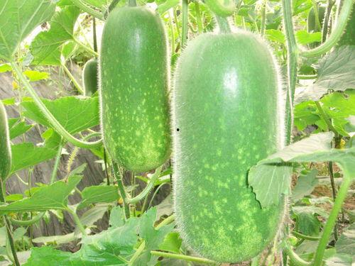 香港粤语吃瓜视频大全,趣味横生的粤语趣味集锦