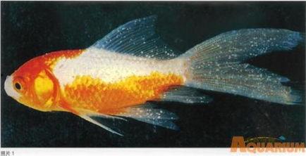 水蚤吃小瓜虫,共生生态的奇妙互动