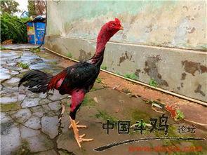 老鸡视频,揭秘生活百态，探寻人生哲理