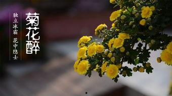 菊花醉视频1一30集