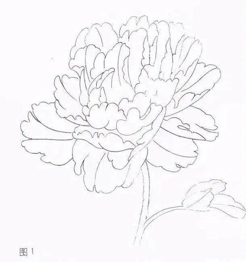 牡丹画法教学视频,从入门到精通的绘画之旅